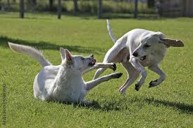 Download dogs playing together stock photos. 16 Best Dogs Playing Together Images Stock Photos Vectors Adobe Stock