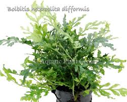 Image result for Nymphaea heudelotii