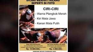 Cek harga burung merpati kolong di pasar magelang.burung bagus harga murah bisa langsung d test terbang.langsung aja ke. Viral Sayembara Berhadiah Rp 10 Juta Bagi Penemu Burung Merpati Yang Hilang Di Semarang Ini Cirinya Tribun Jateng