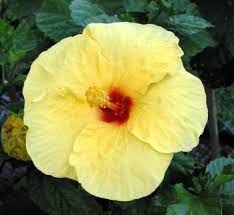 The hibiscus, also know as pua aloalo or hibiscus brackenridgei, all colors and varieties, was the official territorial flower of hawaii, adopted in the early 1920s. Hawaii State Flower