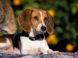 Foxhound Dog 8 X 10 8x10 Glossy Photo Picture Foxhound Dog American Foxhound Foxhound Puppy