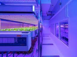 The role of led grow lights in vertical farming. Vertical Farming Using Led Lights Interview With Celine Nicole Philips
