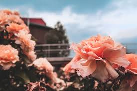 Enjoy and share your favorite beautiful hd wallpapers and background images. Hd Wallpaper Germany Schwabisch Gmund Orange Flower Wallpaper Gardening Wallpaper Flare