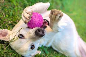 Reviews and products for your pets and backyard. 5 Easy Ways To Make Your Backyard More Pet Friendly Pet Lovers Palace