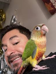 Lost conure named Odette in Los Angeles, CA