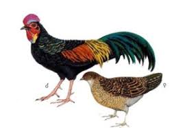 We did not find results for: Cara Budidaya Ayam Hutan Hijau Dan Perawatannya Yang Mudah Ilmubudidaya Com