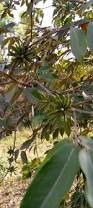 Image result for Xylopia aethiopica