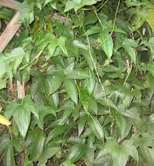 Image result for Dioscorea cochleari-apiculata