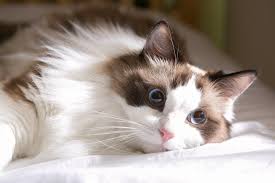 The bottom line is this. Ragdoll Vs Siamese Cat What S The Difference With Pictures Excitedcats