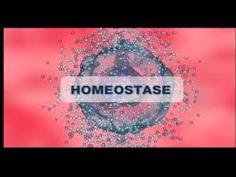 Homeostase