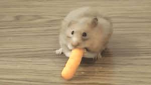 Check spelling or type a new query. Hamsters Gifs 110 Animated Gif Images Of Hamsters For Free