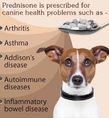 Prednisone For Dogs Canine Health Prednisone Dogs
