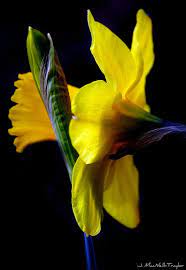 Pin On Graceful Tulips Daffodils And Hyacinths