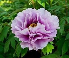 It offers one of the most extensive collections of herbaceous, intersectional. Growing Peonies To Perfection Interflora