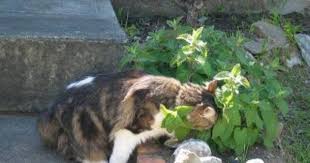 When an owner gives their feline friend a pinch of catnip, the cat appears to experience the same euphoric sensation as a human does when they consume marijuana. Catnip Tea 2 T Fresh Catnip 1 Cup Hot Water Mix Together Let Steep Until The Wa Homemade Cat Treats Recipes Cat Treats Homemade Healthy Cat Food