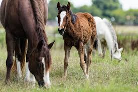 Explore tweets of 10000flies @10000flies on twitter. Protecting Horse Health From Disease