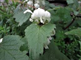 Small, hooded, lavender flowers open in attractive whorls at the end of the stems in late spring and continue sporadically into fall. Dead Nettle White Dead Nettle Red Or Purple Dead Nettle Henbit Dead Nettle Lamiastrum