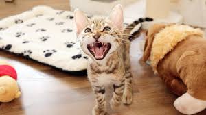 Increase the cat's aerobic exercise. Bengal Kittens Meow Because They Want To Play With Me Youtube
