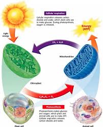Which of the following occurs in both photosynthesis and respiration? Ms Jordy S Website Navigation Home Page Regents Biology Jordy Back To School Materials Unit 01 Scientific Method Unit 02 Biochemistry Unit 03 Life Functions And The Cell Unit 04 Photosynthesis And Respiration Unit 05 Cell Transport