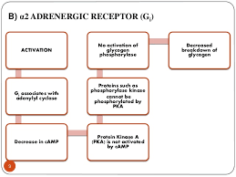 Adrenergic Receptors