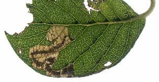 Image result for Stigmella arbusculae