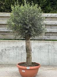 Image result for Olea europaea