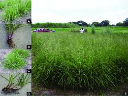 Check spelling or type a new query. Bahiagrass Paspalum Notatum A B Erect Growing Habit Of Boyero Unne Download Scientific Diagram