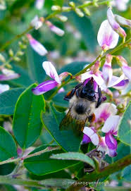 556517 (for references in articles please use ncbi:txid556517). Late Summer S Garden Delight Lespedeza Thunbergii Edo Shibori Beautiful Bush Clover Buzzing With Bees The Gardener S Eden