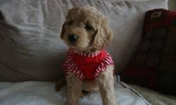 Swissridge kennels™ is home to the sweetest, most lovable goldendoodles, bernedoodles, golden mountain doodles, and swissridge™ doodles in north america. Mini Goldendoodle Puppies For Sale In Harrow Ontario Nice Pets Online