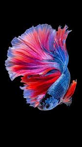 Aquariumfreshwaterfishwebsite Siamese Fighting Fish Betta Fish Pretty Fish