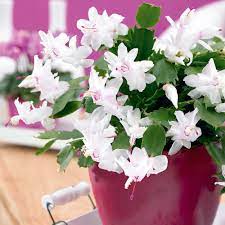 They flower brightly with blooms in red, pink, yellow, orange, white or purple. Christmas Cactus Schlumbergia White Suttons