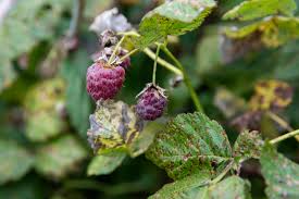 Image result for Raspberry spur blight