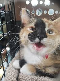 Check spelling or type a new query. Petsmart And Wisconsin Humane Society Adoption Event Today Brought Polly To Her Forever Home Aww