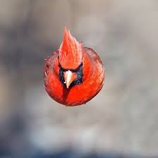 Brown Birds That Look Like Cardinals Male Northern Cardinal Angry Birds By Bkushner2 Birdsonearth Pet Portraits Photography Bird Animal Magic