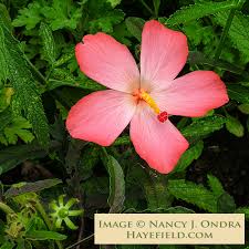 Image result for Abelmoschus