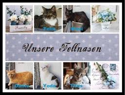 Holt euch das einverständnis des besitzers des grundstücks, auf dem die katzen leben, bevor ihr die fallen aufstellt. Wann Kater Kastrieren Lassen Tiere Katze Haustiere