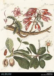 Image result for Schotia afra