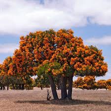 Image result for Lessertia pauciflora