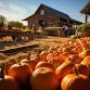 Trunk or Treat & Pumpkin Patch & Carving (October 26) event image