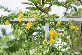 To keep ground ivy and violets from invading lawns, maintain a thick lawn by proper lawn care practices. Metal Fence With Beautiful Yellow Flowers Against Summer Blue Stock Photo Picture And Royalty Free Image Image 85328233