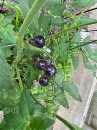 When a tomato plant receives insufficient water, the if you see a black spot, remove and discard the tomato. Tomato Plant Growing Black Tomatoes Any Ideas Whats Happening Thanks Dining And Cooking