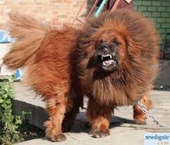 The Tibetan Mastiff Also Known As Do Khyi Which Is Variously Translated As Home Guard Door Guard Dog Which May Be Tied And Dog Which May B Kopek Tibet