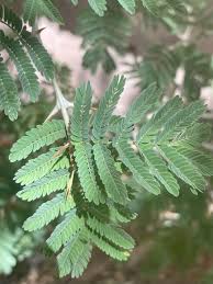 Image result for Faidherbia albida
