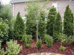 36 Wonderful Ideas To Make Fence With Evergreen Plants Landscaping Ideas Fencelandscaping Evergre Backyard Trees Privacy Landscaping Privacy Trees Backyard