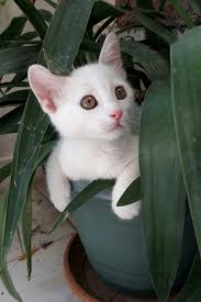 His Name Is Misket