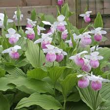 Da dort das licht die orchidee von allen seiten erreicht, steigt die blühwilligkeit. Winterharte Orchidee Konigsfrauenschuh Von Garten Schluter Auf Blumen De Kaufen