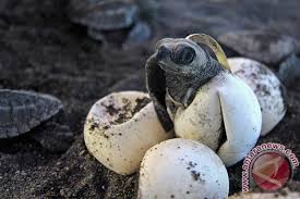 Maybe you would like to learn more about one of these? Warga Aceh Jaya Selamatkan 117 Telor Penyu Belimbing Antara News