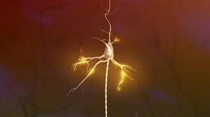 Die großhirnrinde (cortex cerebri) ist zwischen zwei und fünf millimeter dick. Biologie 2 Nervensystem Nervenzelle Aufbau Und Funktion Biologie Telekolleg Br De
