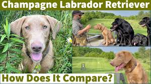 Find chocolate labrador retriever puppies and dogs from a breeder near you. Champagne Lab