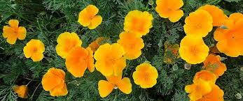 Image result for Echinops longifolius